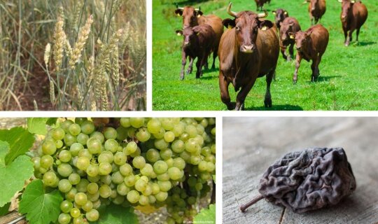 Kollage aus 4 Bildern: Getreide, Rinder, Weinreben, Trockenobst