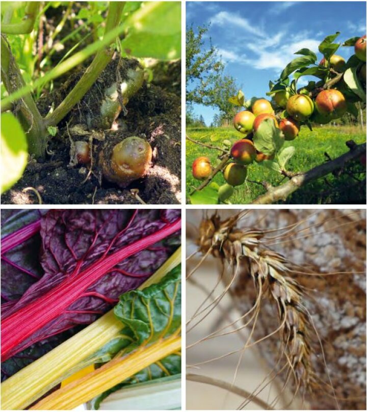 Cover des Kompendiums, 4 Bilder Kollage, Kartoffelpflanze, Getreideähre, Mangold, Äpfel