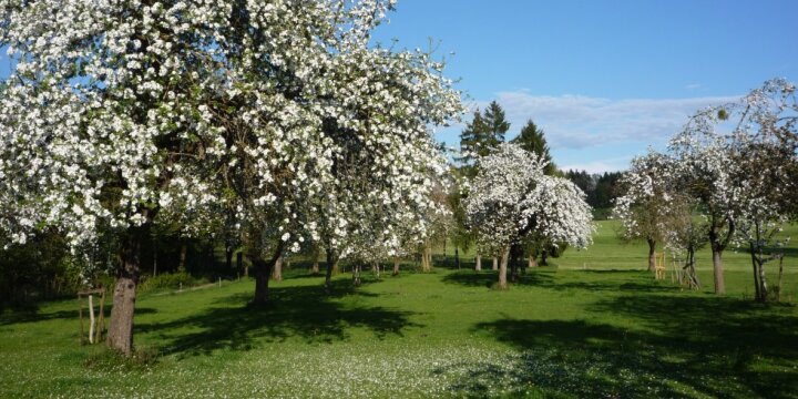 Blick in eine Streuobstwiese mit weiß blühenden Apfelbäumen