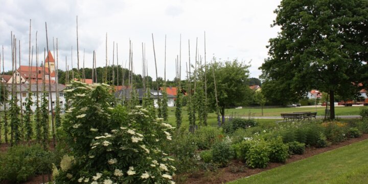 Blick in den Hopfengarten mit einigen Spalieren, im Hintergrund die Kirche