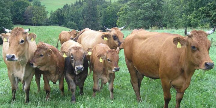 Eine Herde Murnau-Werdenfelser Rinder steht auf der Weide