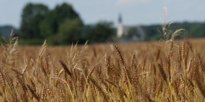 ein Weizenfeld mit ausgereiften Ähren, im Hintergrund schemenhaft ein Kirchturm