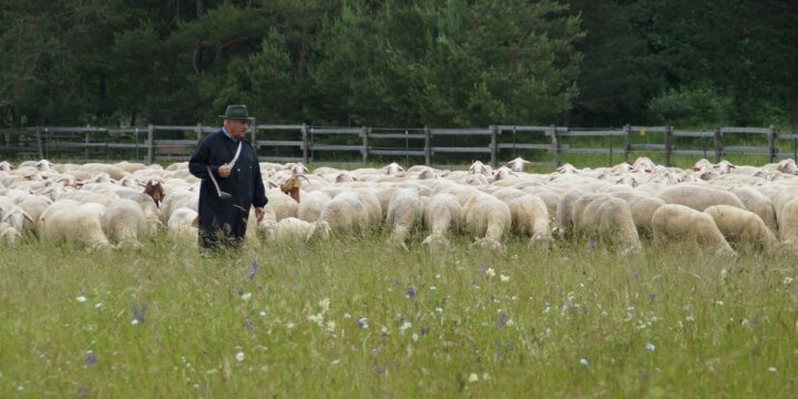 Ein Schäfer steht mit seiner Herde Schafe auf der Weide, im Hintergrund ist ein Holzzaun zu sehen