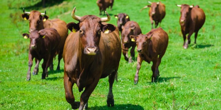 Eine Rinderherde der Rasse bayerisches rotes Höhenvieh galoppiert auf der Weide in Richtung Kamera