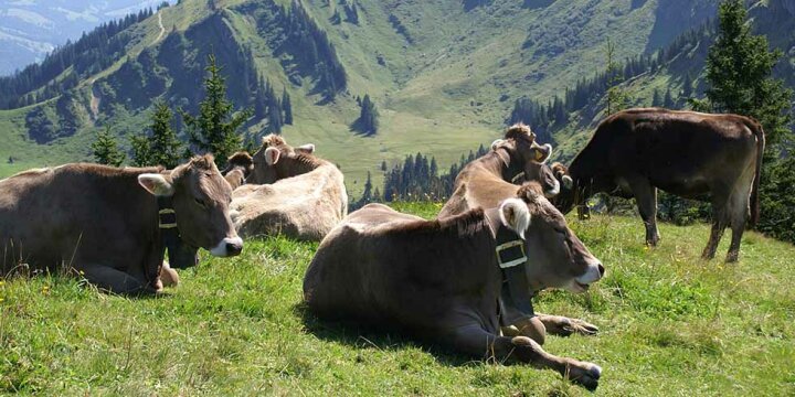 vier Rinder Braunvieh auf einer Alm, vor Bergpanorama
